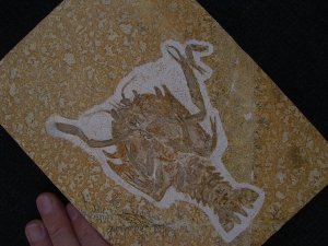 Eryon arctiformis