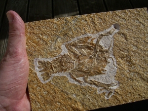 Eryon arctiformis