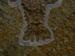 Eryon arctiformis