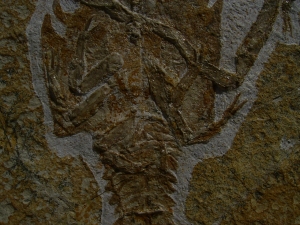 Eryon arctiformis