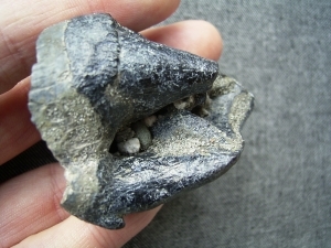 Rhino tooth Dicerarherius kirchbergensis