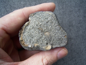Zahn vom Waldnashorn