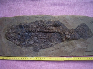 Messel Fisch Cyclurus