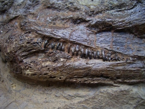 Messel Fisch Cyclurus