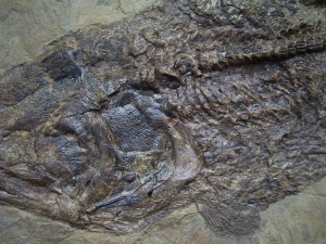 Messel Fisch Cyclurus