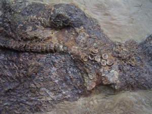 Messel Fisch Cyclurus