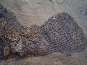 Messel Fisch Cyclurus