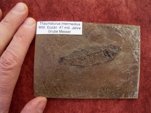 Thaumaturus intermedius
