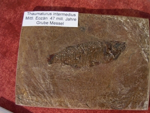 Thaumaturus intermedius