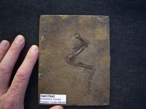 Vogel Fluegel, Grube Messel
