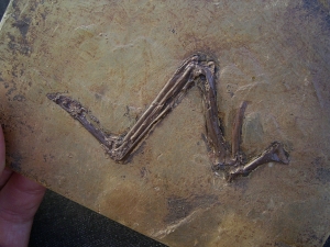 Vogel Fluegel, Grube Messel