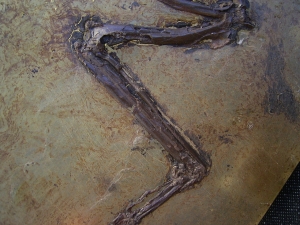 Vogel Fluegel, Grube Messel