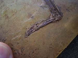 Vogel Fluegel, Grube Messel