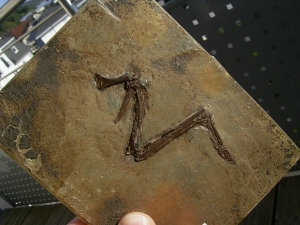 Vogel Fluegel, Grube Messel