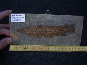 Knochenhecht, Grube Messel
