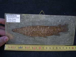 Knochenhecht, Grube Messel