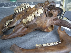A3 Bison Schädel und Embryo-Knochen