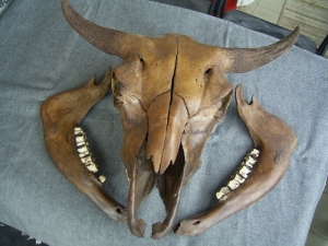 A3 Bison Schädel und Embryo-Knochen