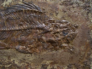 Barsch, Grube Messel