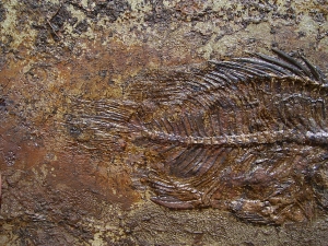 Barsch, Grube Messel