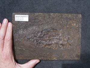 Barsch, Grube Messel