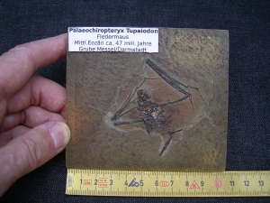 Fledermaus, Grube Messel