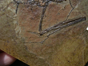Fledermaus, Grube Messel