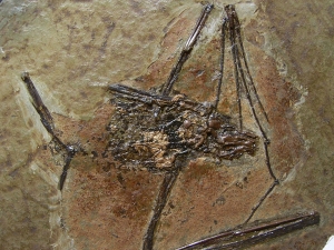 Fledermaus, Grube Messel