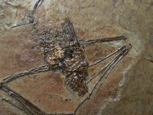 Fledermaus, Grube Messel