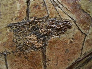 Fledermaus, Grube Messel
