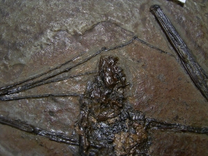 Fledermaus, Grube Messel