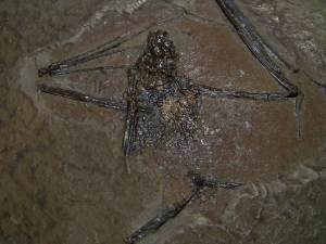 Fledermaus, Grube Messel