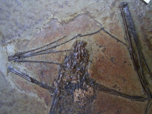 Fledermaus, Grube Messel