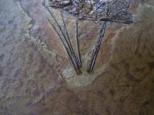 Fledermaus, Grube Messel