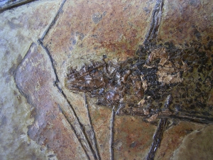 Fledermaus, Grube Messel