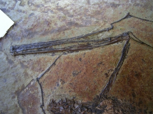 Fledermaus, Grube Messel