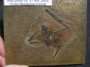 Fledermaus, Grube Messel