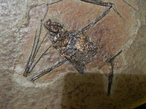 Fledermaus, Grube Messel