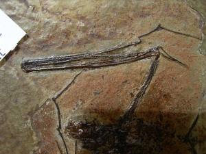 Fledermaus, Grube Messel