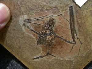 Fledermaus, Grube Messel