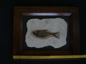 Fischfossil Knightia gerahmt