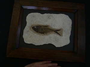 Fischfossil Knightia gerahmt