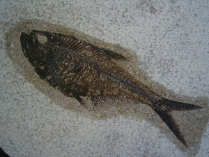 Fischfossil Knightia gerahmt