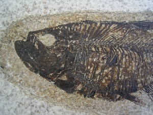 Fischfossil Knightia gerahmt