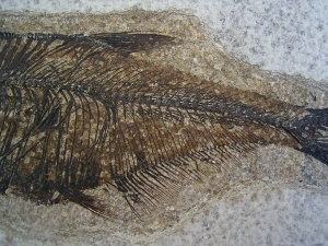 Fischfossil Knightia gerahmt