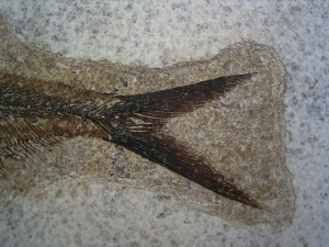 Fischfossil Knightia gerahmt