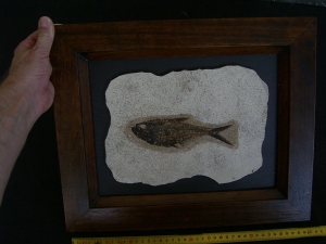 Fischfossil Knightia gerahmt