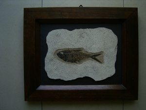 Fischfossil Knightia gerahmt