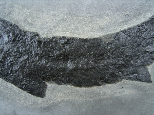Raubfisch Tristichopterus