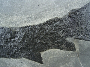 Raubfisch Tristichopterus